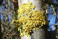 Xanthoria parietina