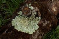 Flavoparmelia caperata