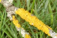 Xanthoria parietina