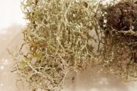 Cladonia rangiformis