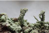 Cladonia polydactyla
