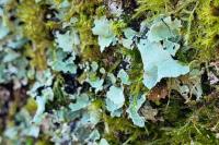 Parmotrema reticulatum