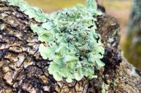 Flavoparmelia caperata