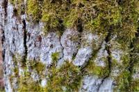 Phlyctis argena