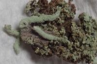 Cladonia polydactyla