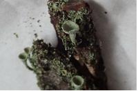 Cladonia chlorophaea
