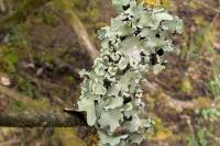 Parmotrema perlatum