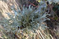 Evernia prunastri