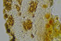 Melaspilea enteroleuca
