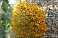 Xanthoria calcicola