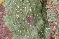 Coenogonium pineti