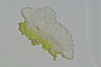 Coenogonium pineti