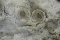 Gyalecta liguriensis