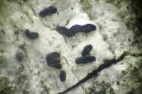 Alyxoria varia