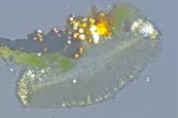 Bacidia fraxinea