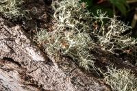 Ramalina farinacea