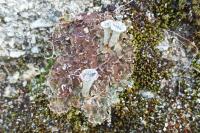 Cladonia pocillum