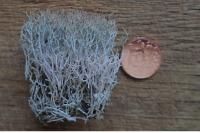 Cladonia rangiformis