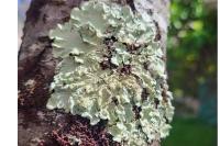 Flavoparmelia caperata
