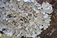 Hypotrachyna afrorevoluta