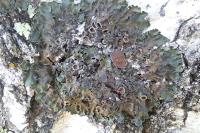 Pleurosticta acetabulum