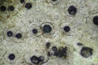 Bagliettoa parmigera