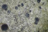 Rinodina bischoffii subsp. bischoffii