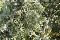 Usnea esperantiana