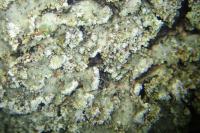 Physconia perisidiosa