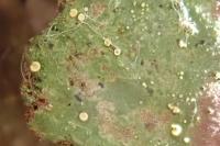 Coenogonium pineti