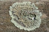Protoparmeliopsis muralis