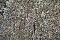 Polyozosia albescens