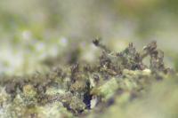 Scytinium teretiusculum