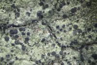 Amandinea punctata