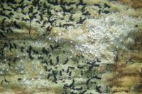 Opegrapha vermicellifera