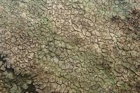 Verrucaria viridula