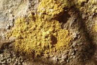 Flavoplaca citrina