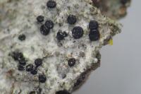 Scutula circumspecta