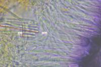 Scutula circumspecta