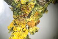 Didymocyrtis slaptoniensis