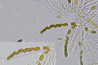 Didymocyrtis slaptoniensis