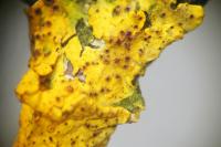 Didymocyrtis slaptoniensis