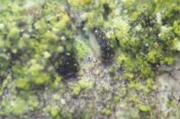 Scoliciosporum chlorococcum