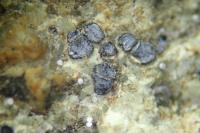 Sarcogyne belarusensis