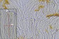 Sarcogyne belarusensis