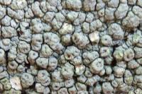 Pertusaria pertusa