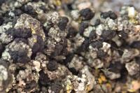 Toniniopsis aromatica