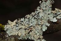 Parmelia sulcata