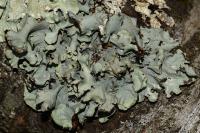 Parmotrema perlatum