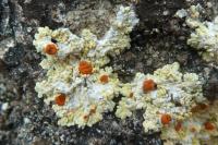 Gyalolechia fulgens